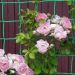 Садовая решетка 90*100мм Премиум (1,0м* 5м) зеленый для роз и винограда